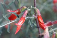 09-07-2008 : 06, Arrêt nø19, à 20km de Vanrhynsdorp, Mesembs Dous de Glym