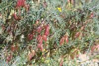 09-07-2008 : 06, Arrêt nø19, à 20km de Vanrhynsdorp, Mesembs Dous de Glym