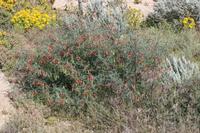 09-07-2008 : 06, Arrêt nø19, à 20km de Vanrhynsdorp, Mesembs Dous de Glym