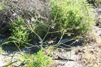 09-04-2008 : 03, Arrêt nø10, 2km avant Clanwilliam R364