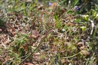 09-04-2008 : 03, Arrêt nø10, 2km avant Clanwilliam R364