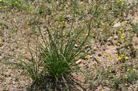 09-07-2008 : 06, Arrêt nø20, Garies