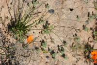 09-07-2008 : 06, Arrêt nø20, Garies