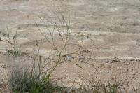 09-07-2008 : 06, Arrêt nø20, Garies