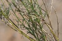 09-13-2008 : 12, Arrêt nø54, à propos d'un crevaison de plus