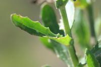 09-04-2008 : 03, Arrêt nø8, Piketberg, bord de route