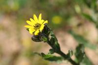 09-04-2008 : 03, Arrêt nø8, Piketberg, bord de route