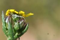 09-04-2008 : 03, Arrêt nø8, Piketberg, bord de route