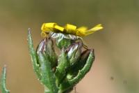 09-04-2008 : 03, Arrêt nø8, Piketberg, bord de route