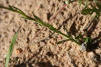 09-04-2008 : 03, Arrêt nø7, vers Malmesbury, bords de la N 7