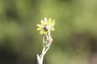 09-04-2008 : 03, Arrêt nø7, vers Malmesbury, bords de la N 7