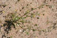 09-07-2008 : 06, Arrêt nø20, Garies