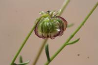 09-07-2008 : 06, Arrêt nø20, Garies