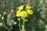 09-07-2008 : 06, Arrêt nø19, à 20km de Vanrhynsdorp, Mesembs Dous de Glym