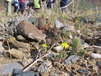 09-10-2008 : 09, Arrêt nø35, Richtersveld TCP Gamkab