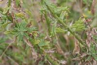 09-07-2008 : 06, Arrêt nø19, à 20km de Vanrhynsdorp, Mesembs Dous de Glym