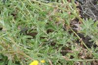 09-07-2008 : 06, Arrêt nø19, à 20km de Vanrhynsdorp, Mesembs Dous de Glym