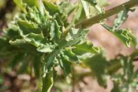 09-07-2008 : 06, Arrêt nø19, à 20km de Vanrhynsdorp, Mesembs Dous de Glym