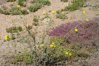 09-07-2008 : 06, Arrêt nø19, à 20km de Vanrhynsdorp, Mesembs Dous de Glym