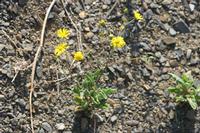 09-10-2008 : 09, Arrêt nø35, Richtersveld TCP Gamkab