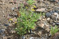 09-10-2008 : 09, Arrêt nø35, Richtersveld TCP Gamkab