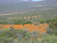 09-07-2008 : 06, Arrêt nø22, Namaqua National Park