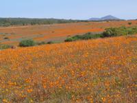09-07-2008 : 06, Arrêt nø22, Namaqua National Park