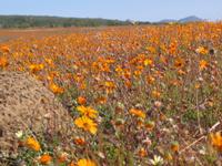 09-07-2008 : 06, Arrêt nø22, Namaqua National Park