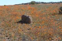 09-07-2008 : 06, Arrêt nø22, Namaqua National Park