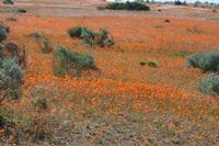09-07-2008 : 06, Arrêt nø22, Namaqua National Park