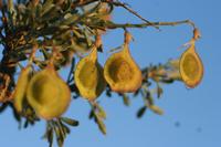 09-04-2008 : 03, Arrêt nø10, 2km avant Clanwilliam R364