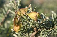 09-04-2008 : 03, Arrêt nø10, 2km avant Clanwilliam R364