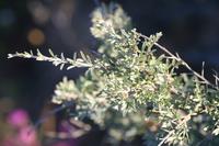 09-04-2008 : 03, Arrêt nø10, 2km avant Clanwilliam R364