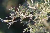 09-04-2008 : 03, Arrêt nø10, 2km avant Clanwilliam R364