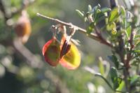 09-04-2008 : 03, Arrêt nø10, 2km avant Clanwilliam R364