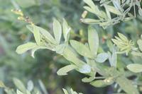 09-04-2008 : 03, Arrêt nø10, 2km avant Clanwilliam R364