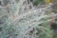 09-04-2008 : 03, Arrêt nø10, 2km avant Clanwilliam R364