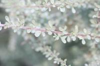 09-04-2008 : 03, Arrêt nø10, 2km avant Clanwilliam R364