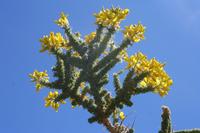 06-04-2009 : Tenerife, Jour 02, El Portillo JB, las Cañadas, Caldera du Teide