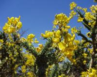 06-10-2001 : Tenerife, Jour 01, El Portillo JB, las Cañadas
