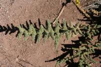 05-27-2009 : La Palma, Jour 05, Roque de los muchachos, Caldera de Taburiente, Observatoires, El Time