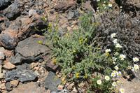 06-04-2009 : Tenerife, Jour 02, El Portillo JB, las Cañadas, Caldera du Teide