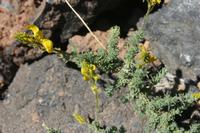 06-04-2009 : Tenerife, Jour 02, El Portillo JB, las Cañadas, Caldera du Teide