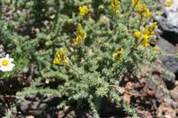 06-04-2009 : Tenerife, Jour 02, El Portillo JB, las Cañadas, Caldera du Teide