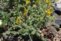 06-04-2009 : Tenerife, Jour 02, El Portillo JB, las Cañadas, Caldera du Teide
