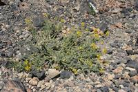 06-04-2009 : Tenerife, Jour 02, El Portillo JB, las Cañadas, Caldera du Teide