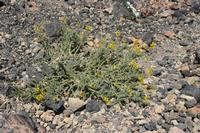 06-04-2009 : Tenerife, Jour 02, El Portillo JB, las Cañadas, Caldera du Teide