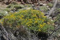06-04-2009 : Tenerife, Jour 02, El Portillo JB, las Cañadas, Caldera du Teide
