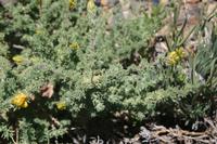 06-04-2009 : Tenerife, Jour 02, El Portillo JB, las Cañadas, Caldera du Teide