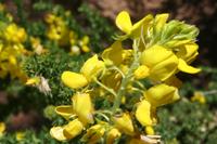 06-07-2009 : Tenerife, Jour 05, la Ladera de Güimar, Mirador Don Martin, Corona Forestal